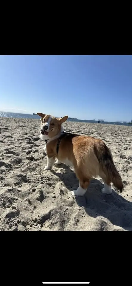 Corgi Beach Meet up! 