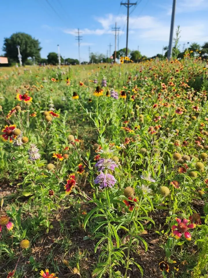  Third Sunday Nature Talk - "Wildflowers - Not Just a Spring Thing" with Pat Thompson