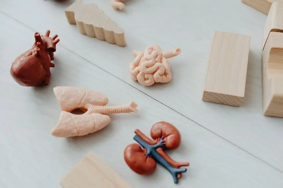 Visceral Work, Including the Viscera in Structural Integration. The work of Liz Gaggini