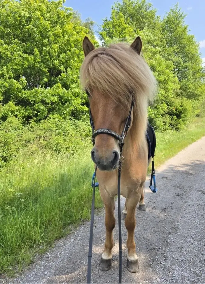 Kurshelg med ridlägerkänsla