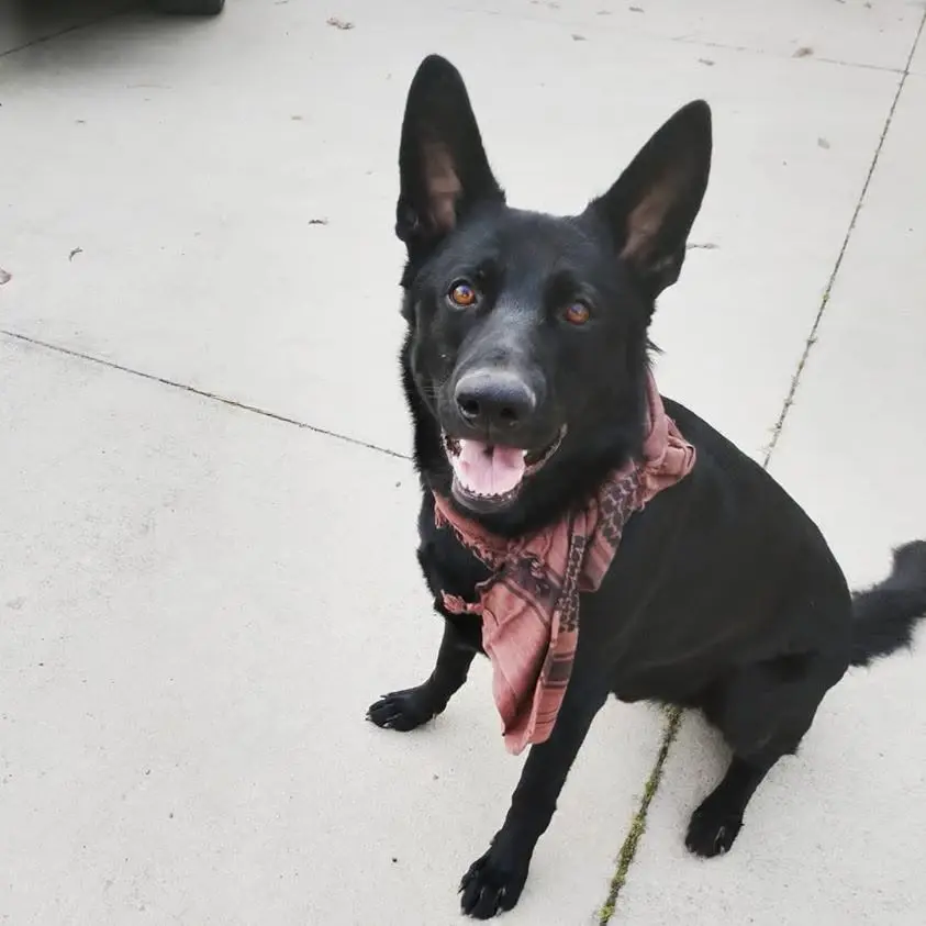 K9 Trauma Medicine Class