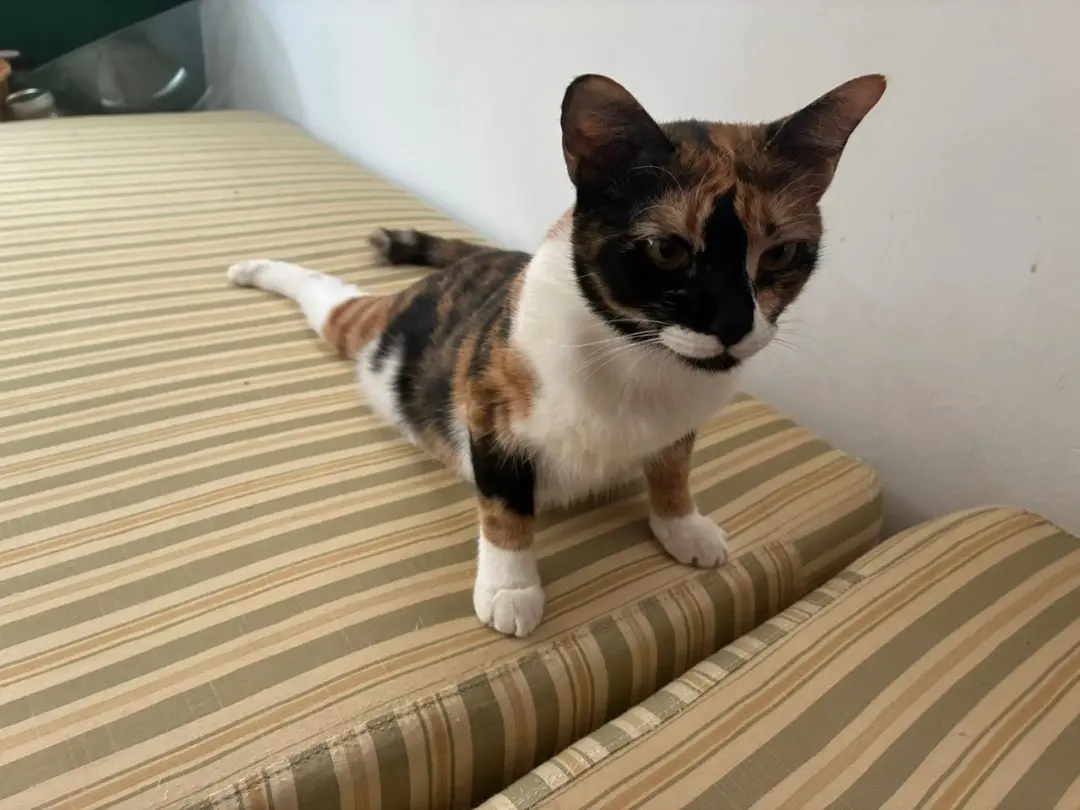 Yoga with Cats
