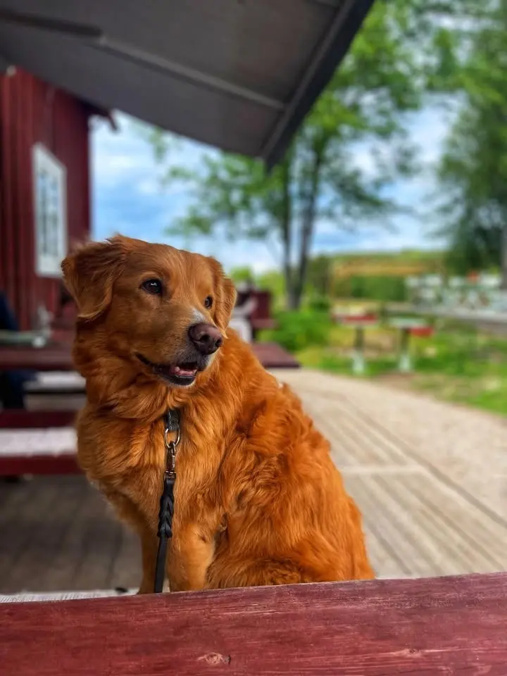 Bondemåndag - HUND