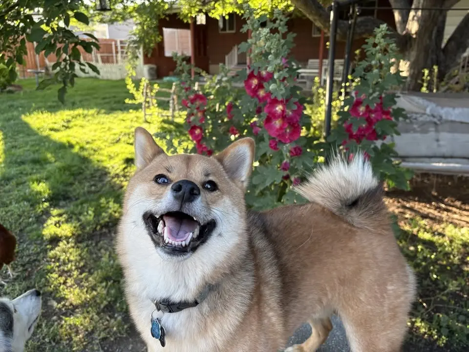 Shiba Inu Meetup!