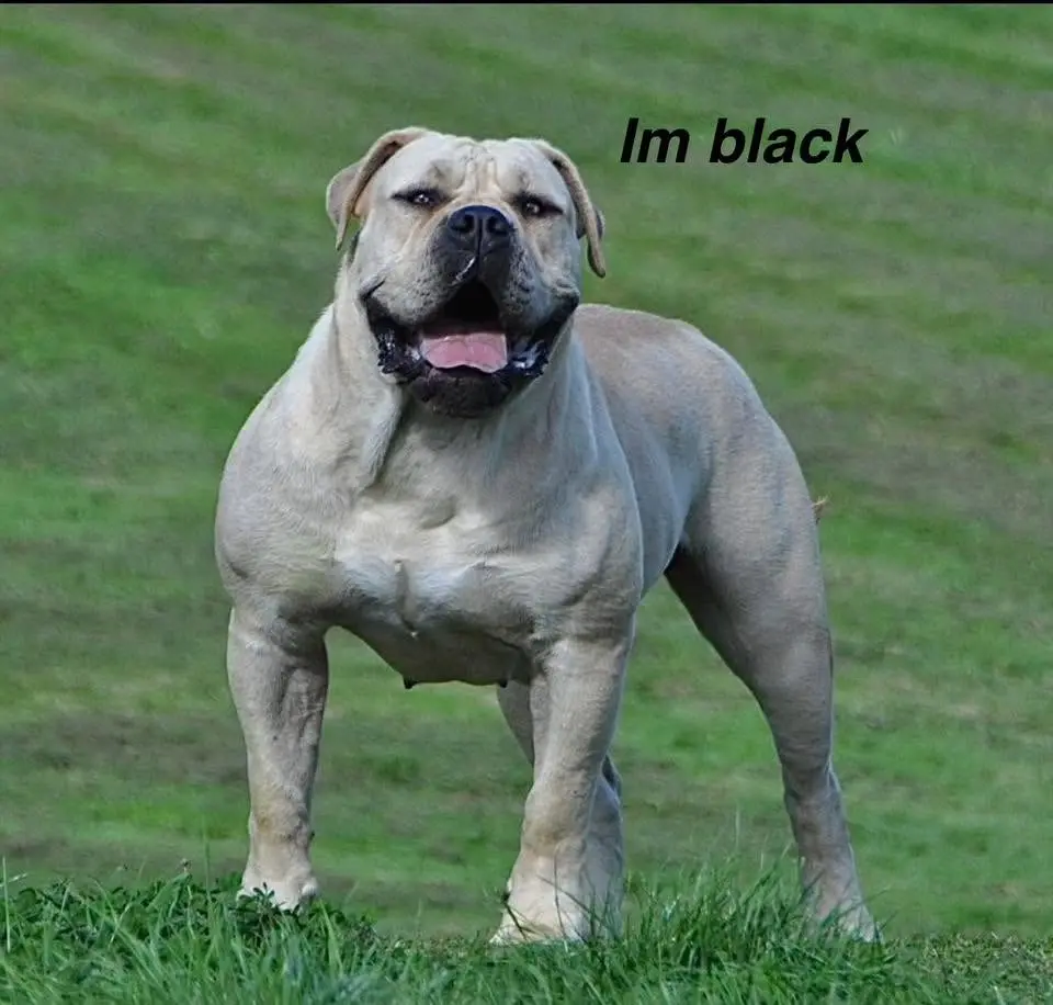 UKBC annual boerboel show.