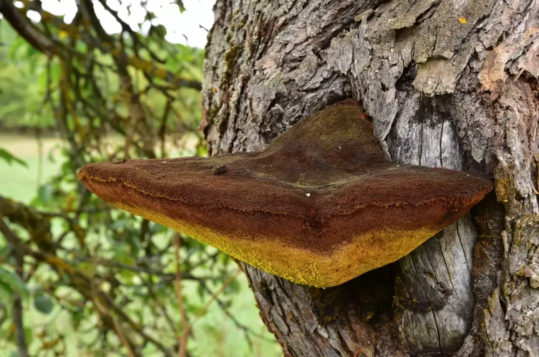 Houby nejen jedlé – tajemné, krásné a důležité