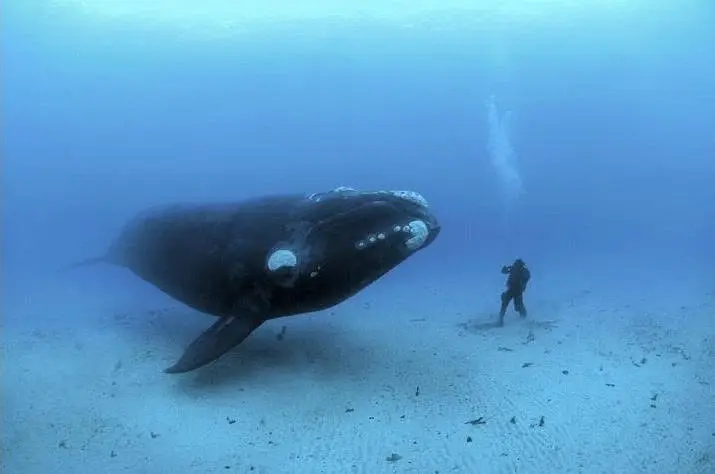 BUCEO Y BALLENAS EN LAS GRUTAS