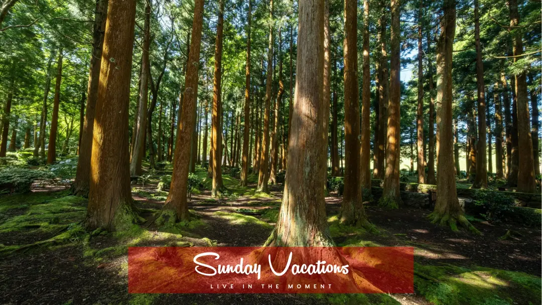 ๐ฟ Forest Escape: Sonian Forest Walk & Sunset Drinks (Uccle)