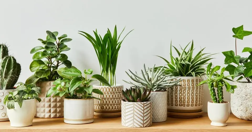 Garden Class: Houseplant Basics