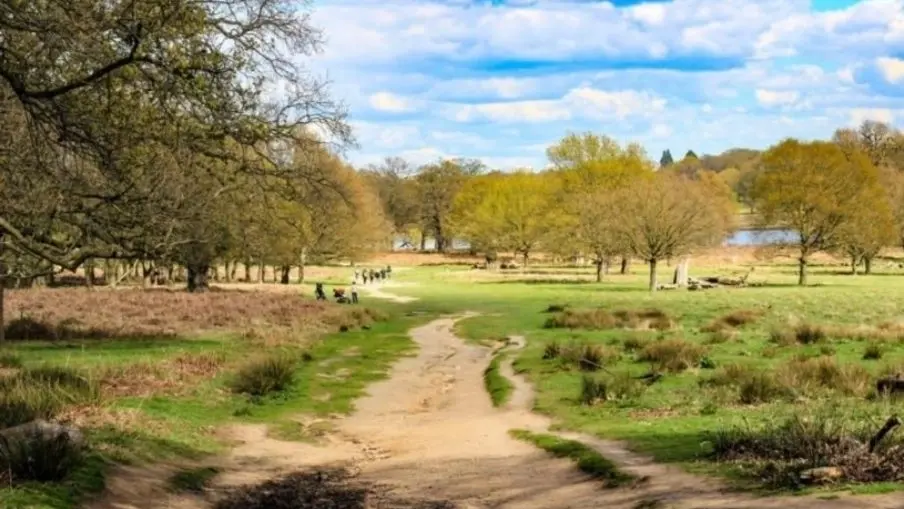 A summer's evening in the parks: Wimbledon Common to Richmond Park