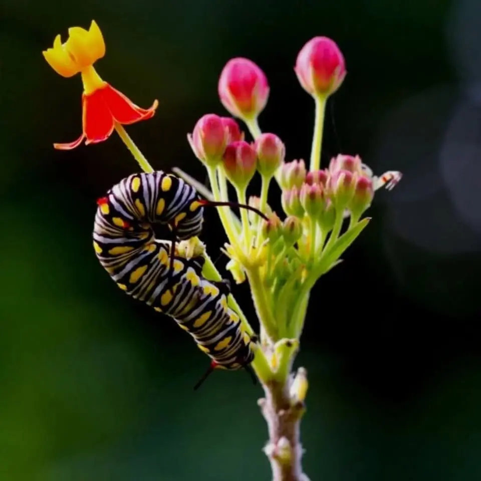 Guided Nature Tour at Snyder Park