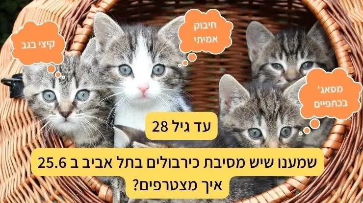 מסיבת כירבולים בתל אביב 25.6.26 (עד גיל 28)