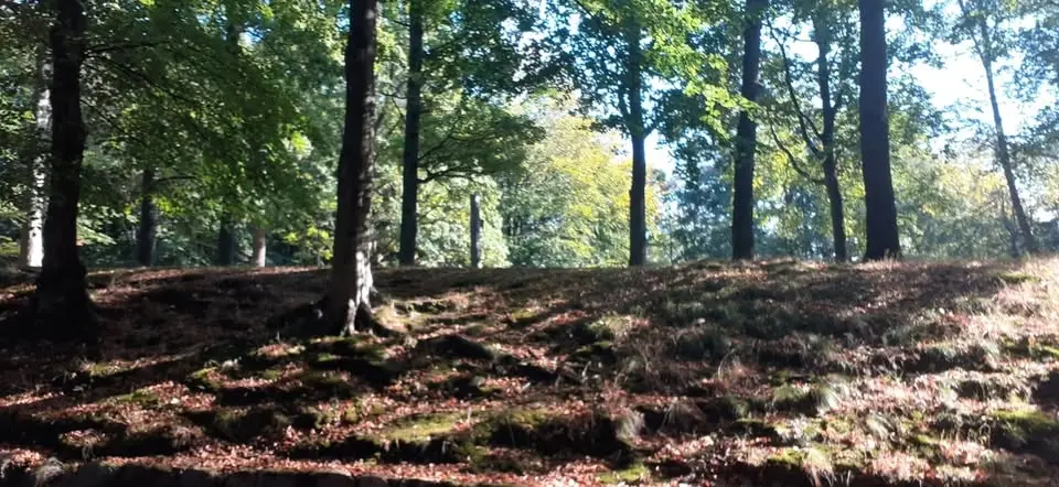 Guidad Stavgångsvandring -  Skärvallsberget