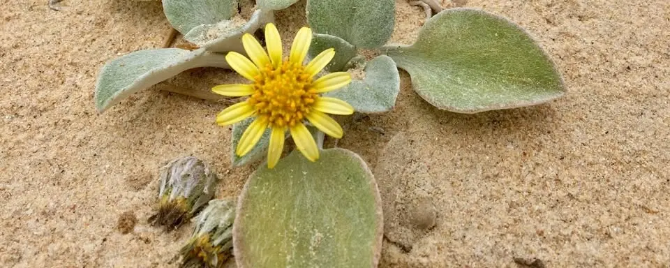 Talking Plants with Tim Entwisle featuring Angela Moles