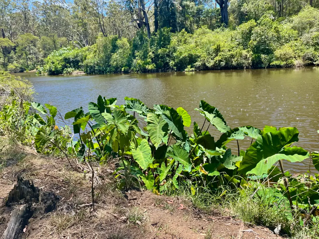 🌿 Lane Cove NP - Riverside Walk & Fairyland Circuit Walk🦎 🍄 🦜 🦖🌼