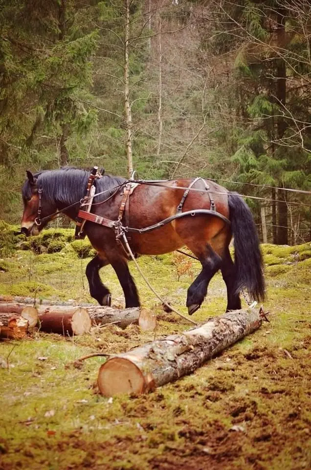 DM skogskörning Blekinge