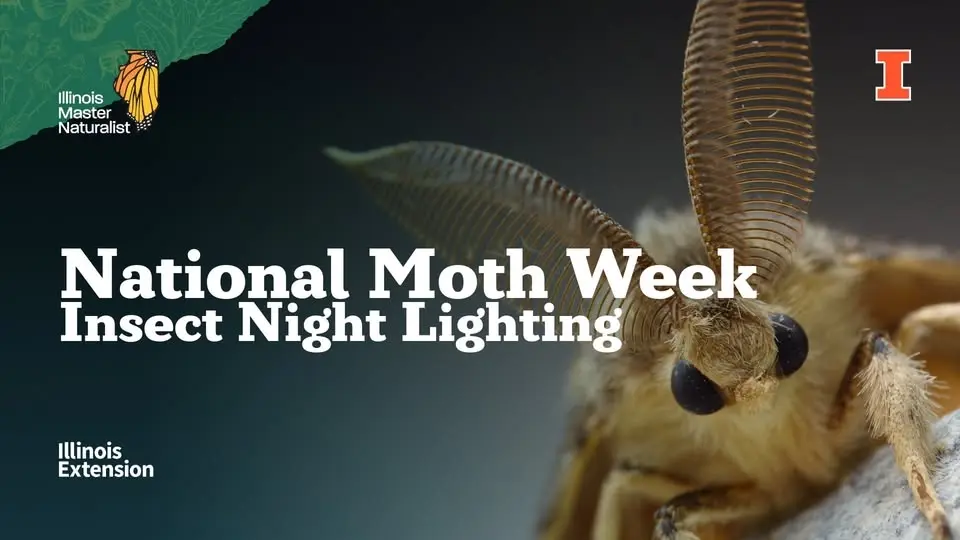 National Moth Week - Insect Night Lighting