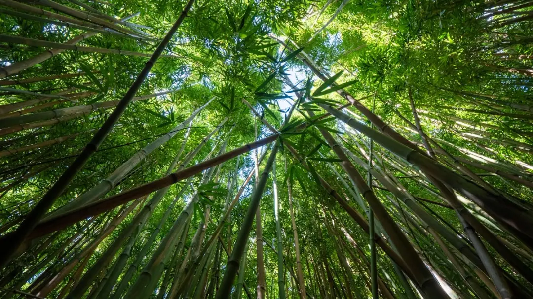 Among the Trees! (Creative outdoor experences for Home Ed families.)