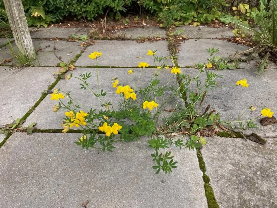 Bildning på bibblan:Natur i staden - Vad, varför och hur då?