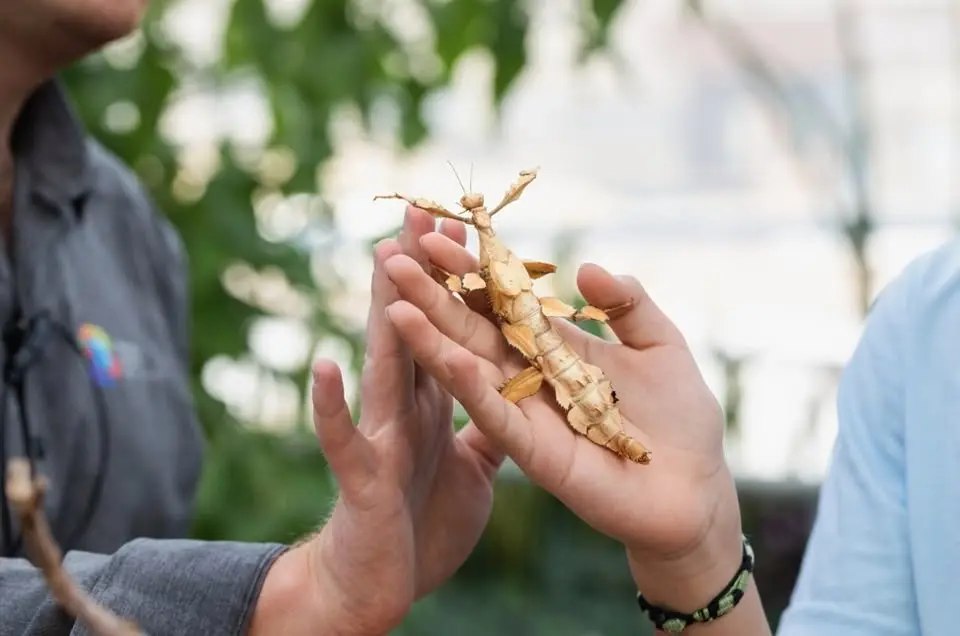 Visite guidée de l’exposition Petit traité d’entomologie noctivague et animation avec des insectes