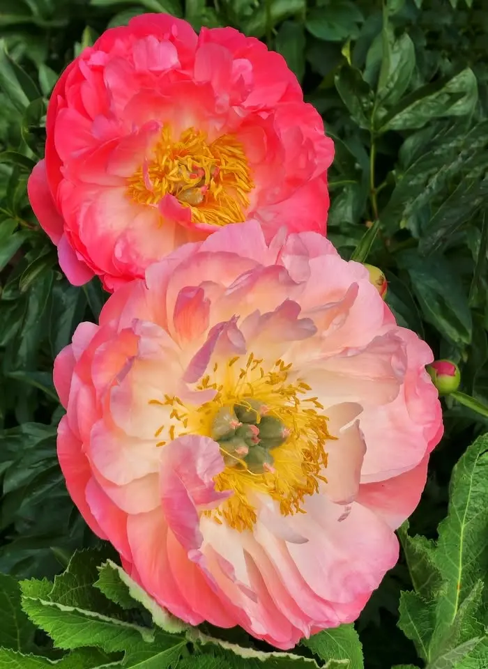 National Garden Scheme Open Day