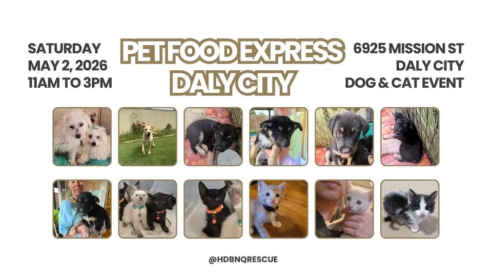 HDBnQ Rescue x Pet Food Express - Dog and Cat adoption event