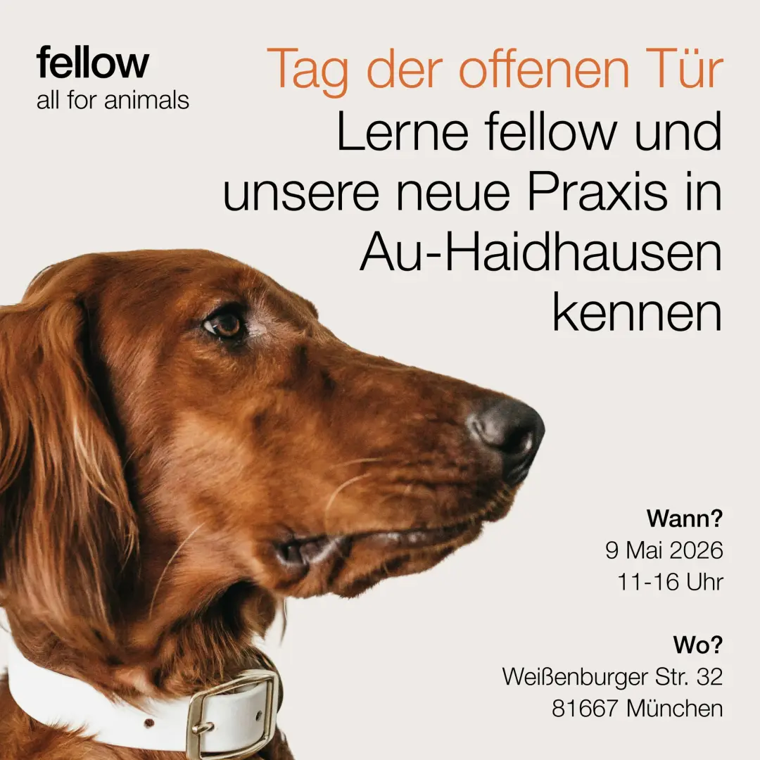 Tag der offenen Tür | fellow Tierarztpraxis Au-Haidhausen