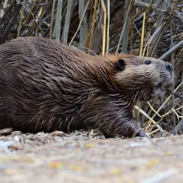 Discovery Walk: Beavers