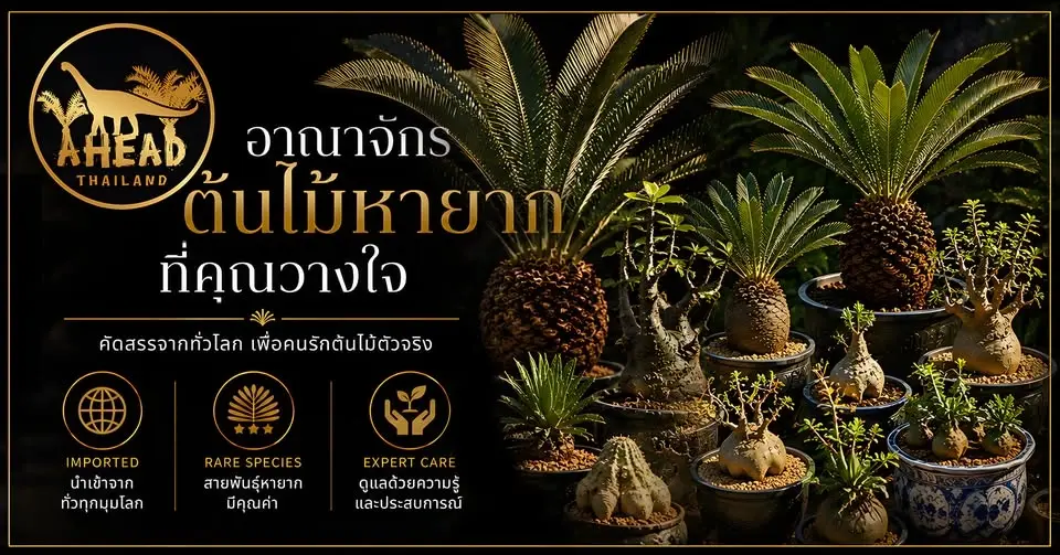 โอกาสพิเศษ! เรายกอาณาจักรต้นไม้หายากขนาดย่อมมาไว้ใกล้คุณ