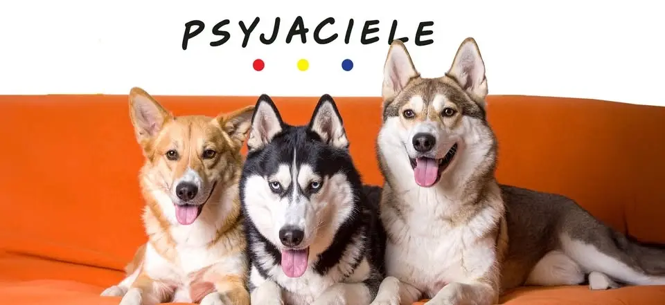 To dla psyjaciół i kotełów!