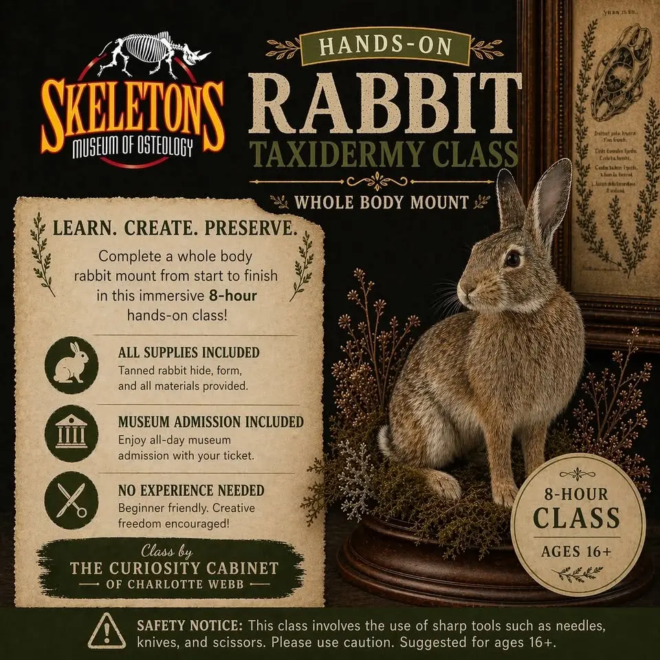  Taxidermy Class - Rabbit Full Body Taxidermy Class - Rabbit Full Body Taxidermy Class - Rabbit Full