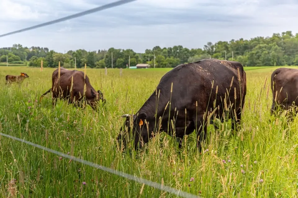 Bromley Acres Wagyu Open House