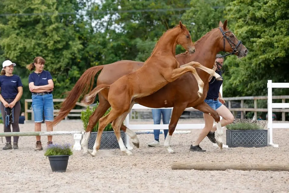 Chadwells Stud Annual Open Day