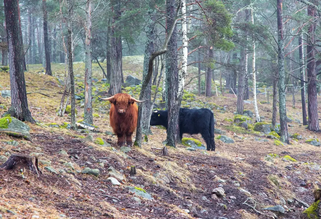 Ett skärgårdsjordbruk – en resa bakåt i tiden i Brottö gårds historia