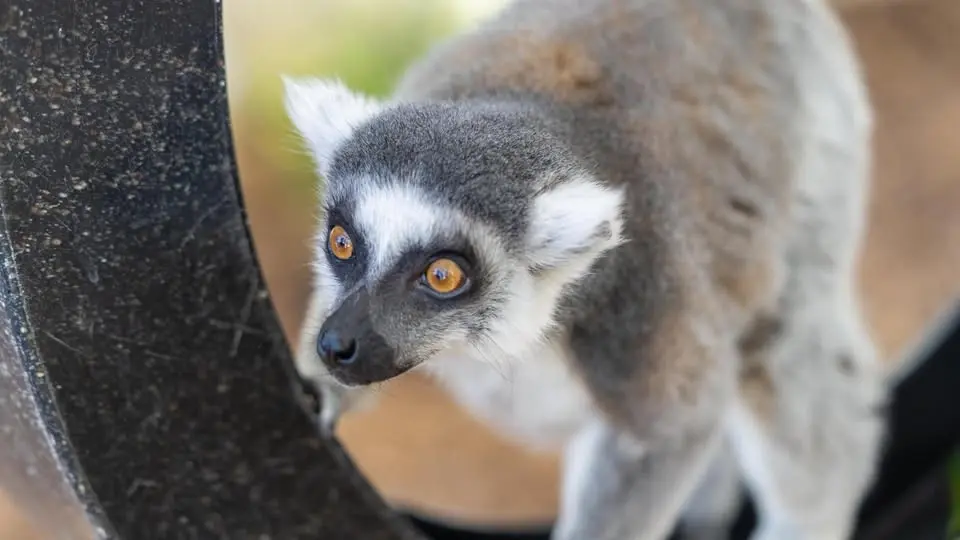 Wild After Hours: Lemurs (18+)