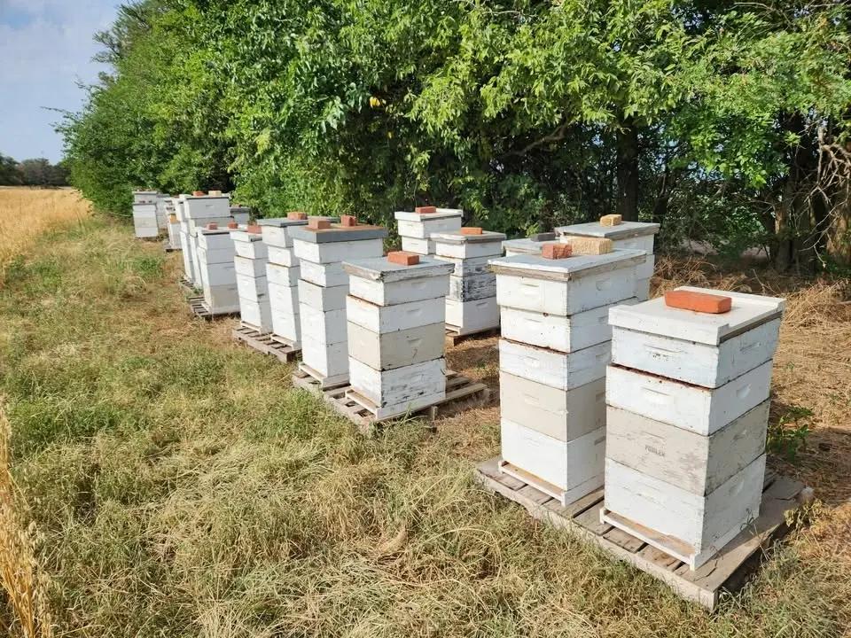 Large Operation Honey Extraction & Tour - Fowler Honey