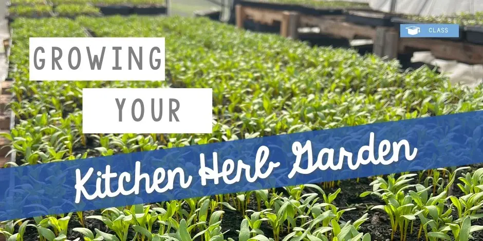 Growing Your Kitchen Herb Garden