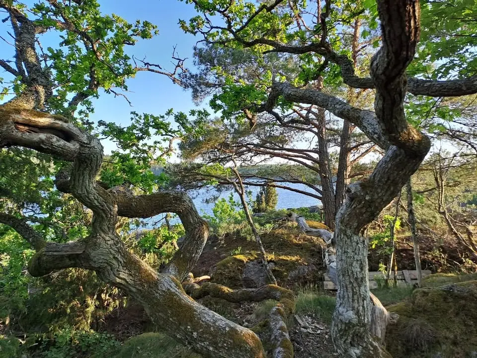 Sommarretreat  med meditation och rörelse i naturmiljö.