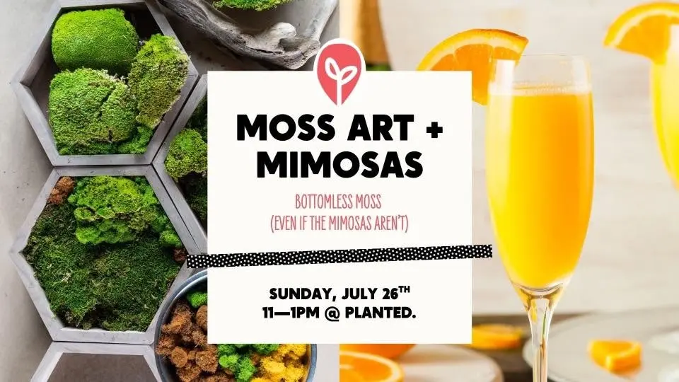 Moss Art + Mimosas