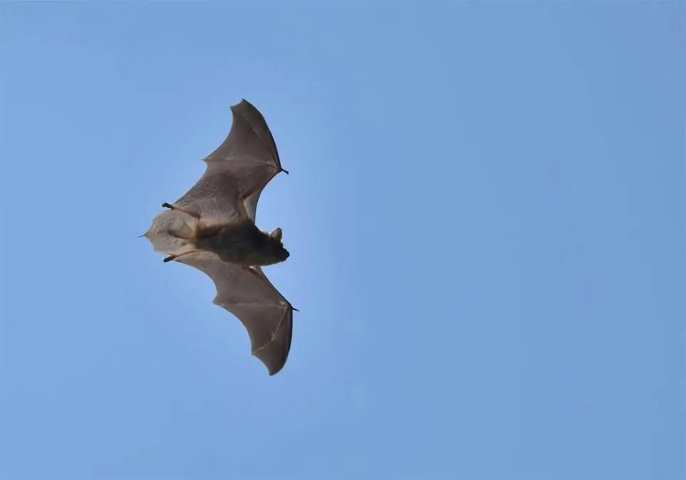 Echoes in the Night: Discovering Our Local Bats