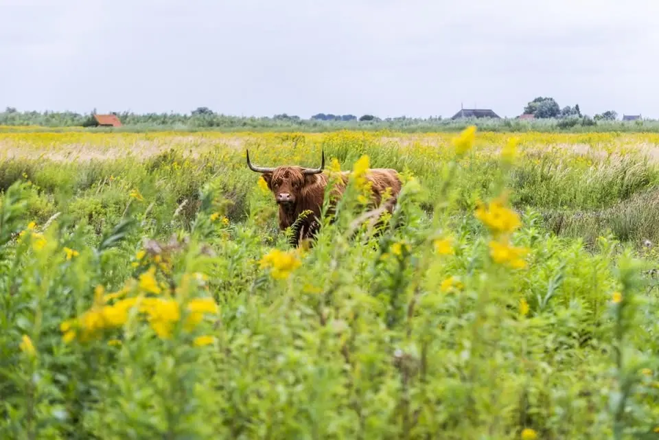 Dagtocht Eiland Tiengemeten