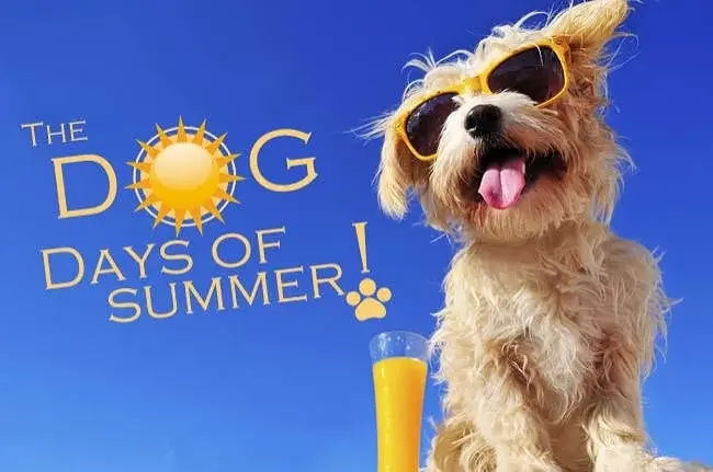 Dog Days of summer Ice Cream Party