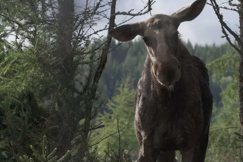 Amoosed: a moose odyssey