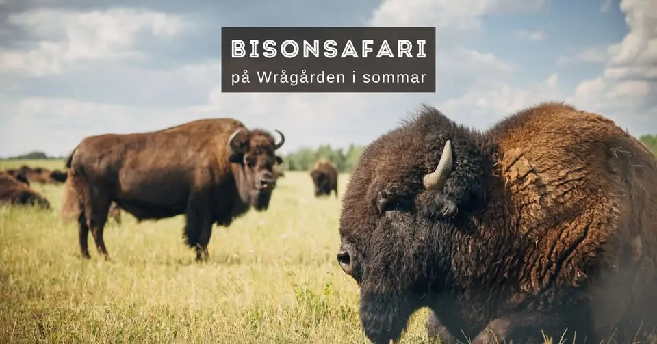 Bisonsafari på Wrågården