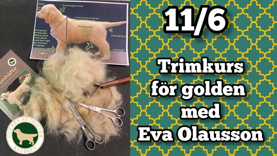 TRIMKURS FÖR GOLDEN RETRIEVER MED EVA OLAUSSON