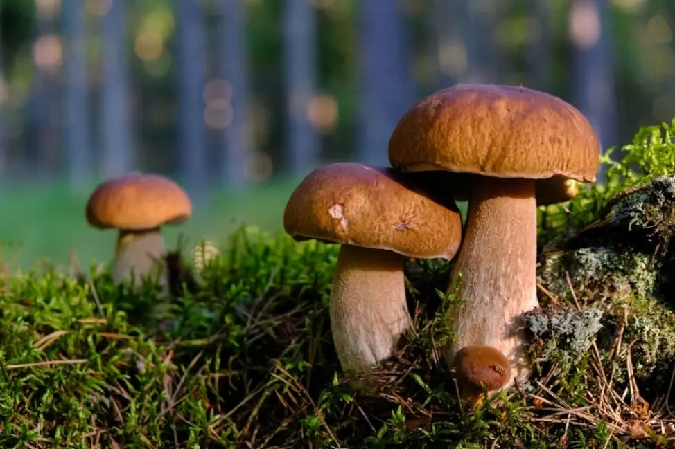 Svampvandring på Andersön