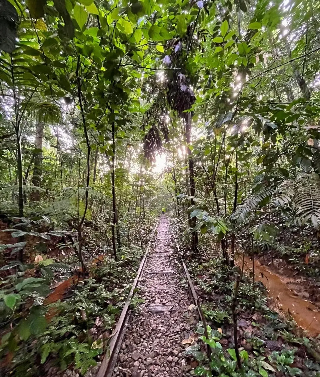 Clementi Forest Briskwalk 🥾