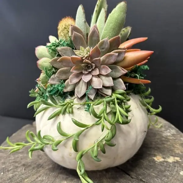  Plant-your-own Pumpkin Succulent Workshop 