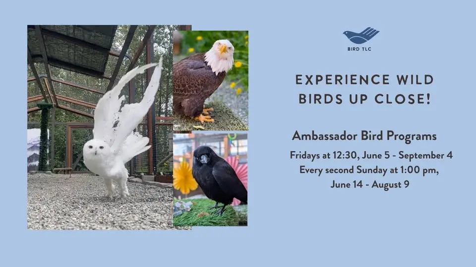 Ambassador Bird Programs: Experience Wild Birds Up Close!