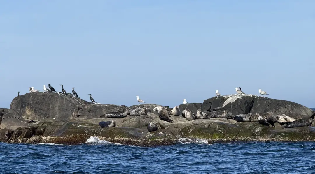 Sälsafari med M/S Kastor